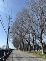 欅並木Keyaki namiki